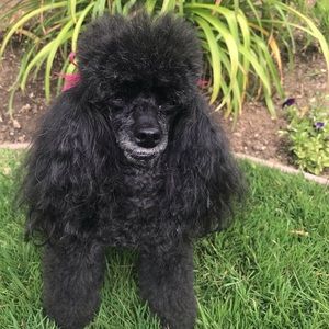 Meet your Posher, Lynette